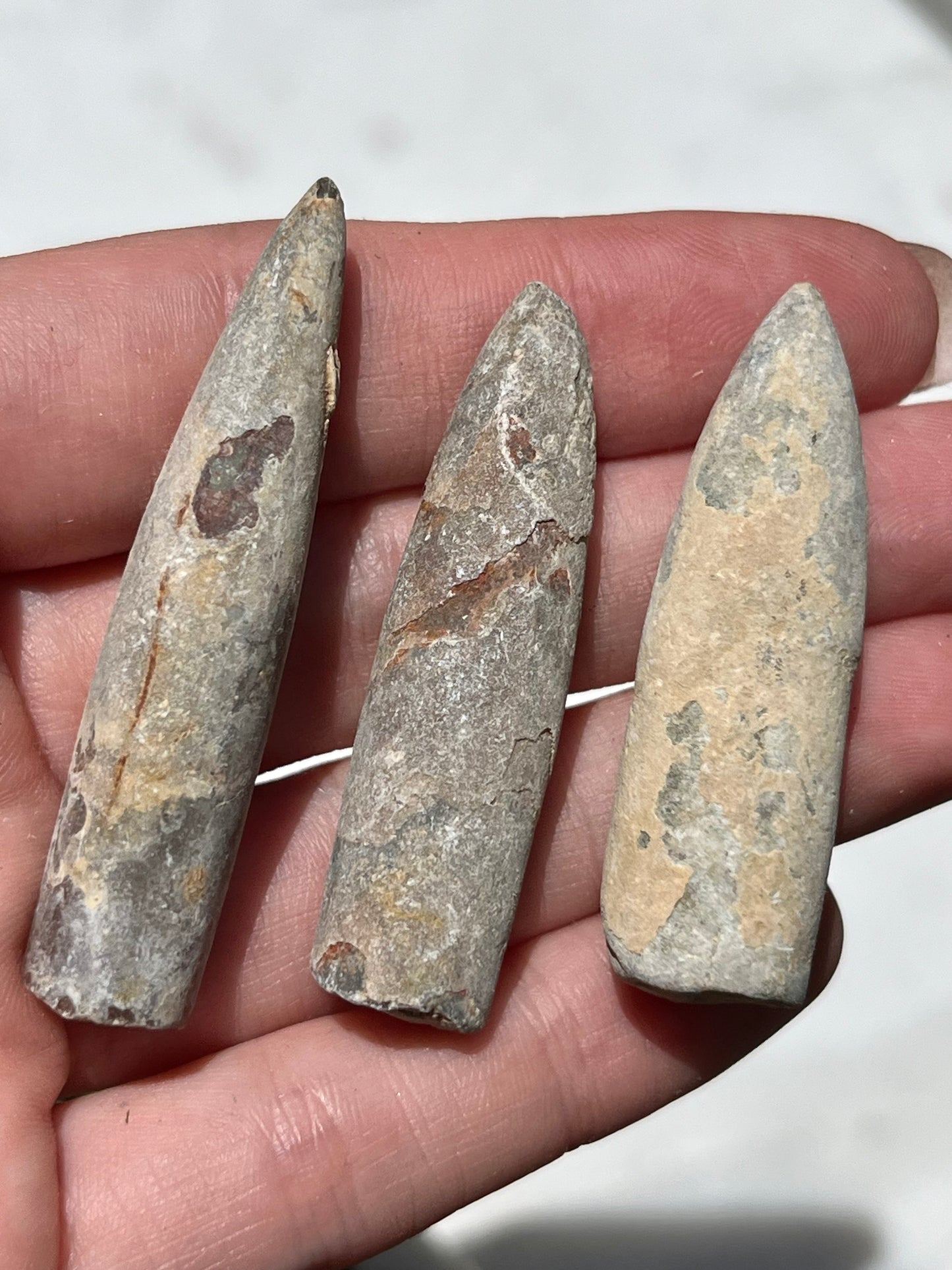 Belemnite Fossil